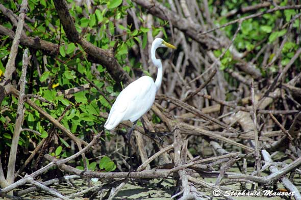oiseau aigrette dans la mangrove