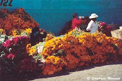 fleurs de Oaxaca