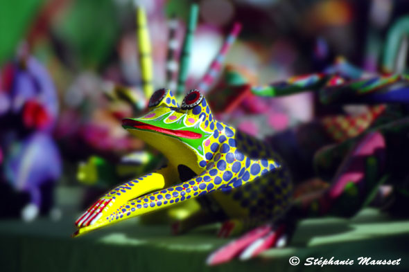 grenouille de Oaxaca
