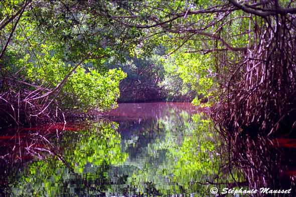 Mangrove aux eaux rouge