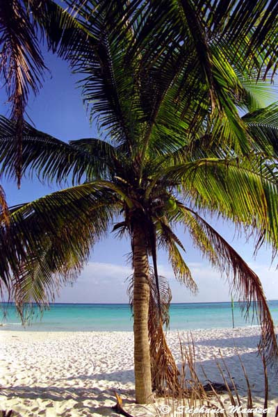 plage paradisiaque de playa del carmen au Mexique