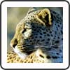 Animaux sauvages de Namibie et Botswana