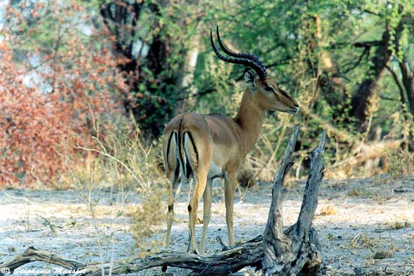 impala solitaire au Botswana