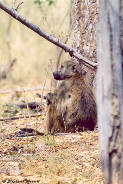 Babouin de profil au Botswana