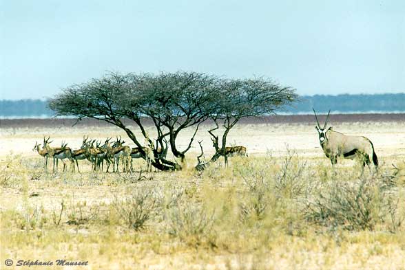antilopes springbok et oryx dans le désert