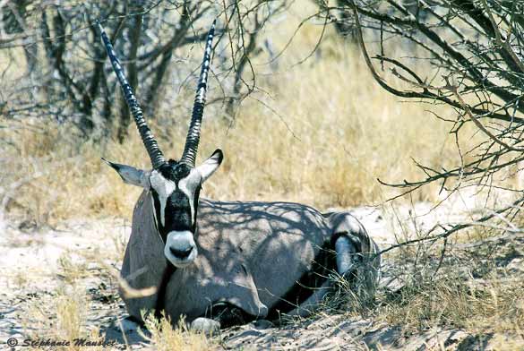 antilope oryx allongée à Etosha