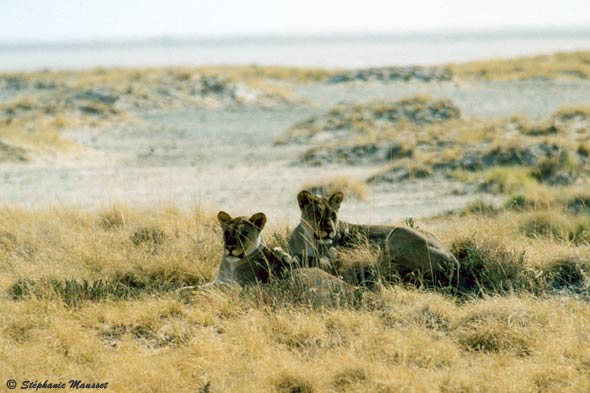lionnes se reposent dans les herbes