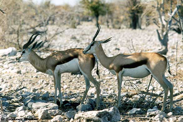 deux springboks à l'ombre dans le parc Etosha