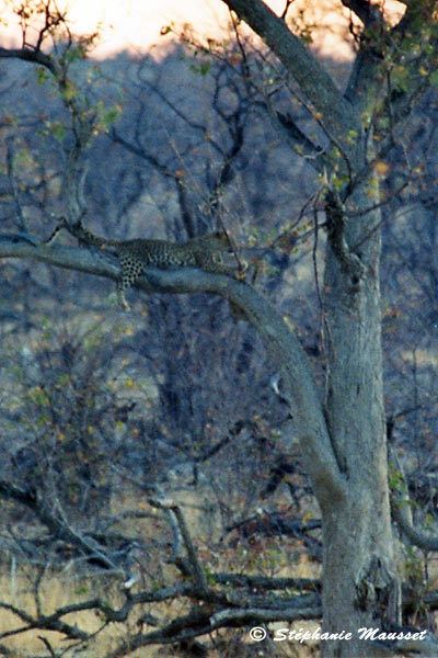léopard dans un arbre