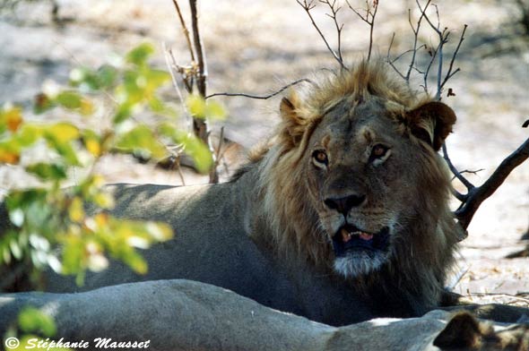 Lion au repos après la chasse d'un buffle