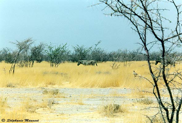paysage du parc Etosha en Namibie