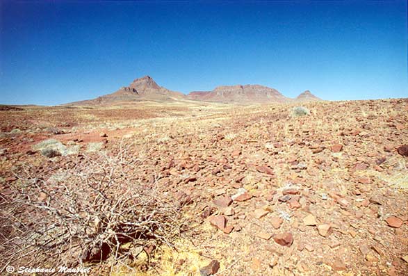 photo prise au ras du sol rocailleux du Damaraland