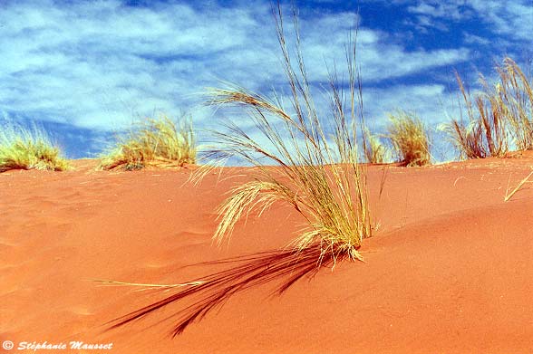 dune de sable rouge dans le Namib