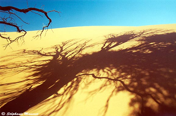Dune de sable orangé à l'ombre d'un arbre