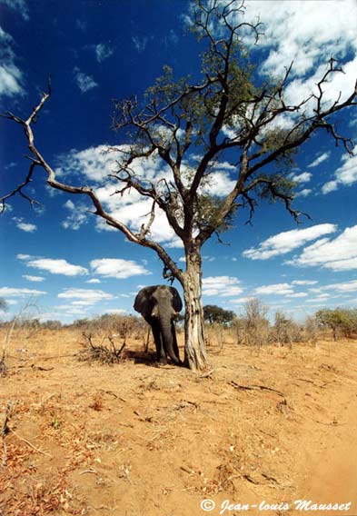Photo du mois éléphant africain sous un arbre