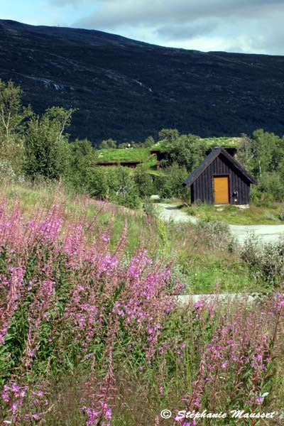 paysage de nature fleurie en Norvège