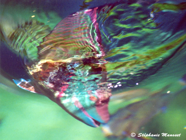 Best of photos poisson tropical multicolore