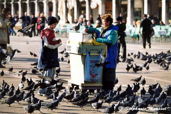 Pigeons de la place saint Marc à Venise