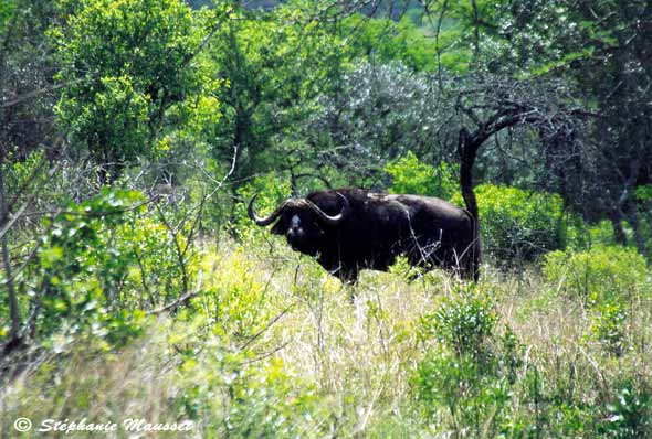 Buffle sauvage d'Afrique du sud