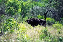 buffle Afrique du sud