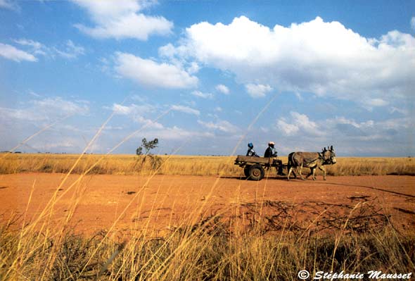 Charette sur piste africaine