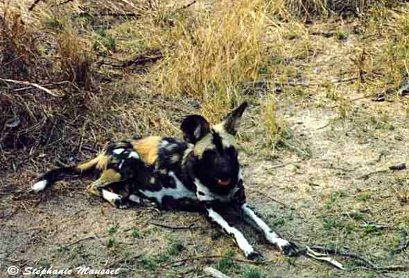 Chien sauvage ou lycaon se repose