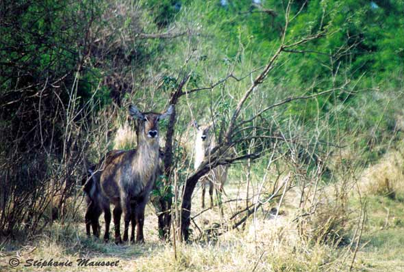 waterbucks antelope in the bush