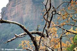 Cormoran sur une branche