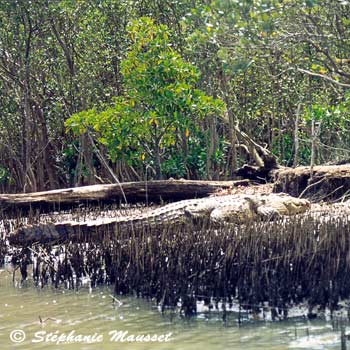 Crocodile on the riverbank