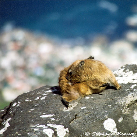 damans des rochers se repose au soleil du Cap