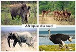 Galerie photo de faune africaine