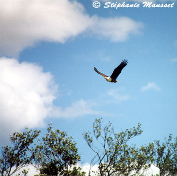 flying fisheagle