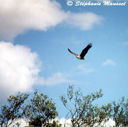 Aigle pecheur en vol