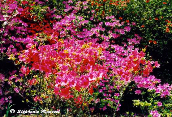 Pink and purple flowers blooming