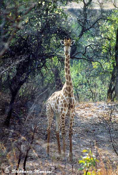 photo de girafe dans la savane africaine