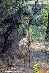 Girafe