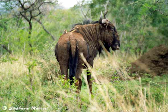 Wildebeest