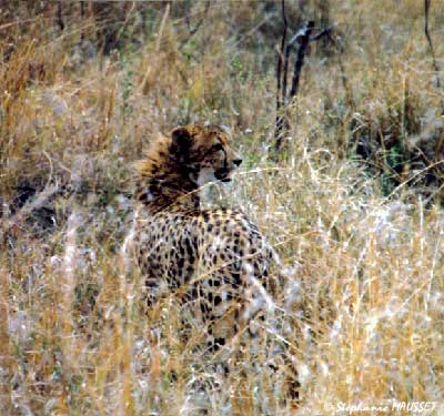 photo de guépard sur ses gardes