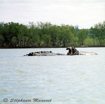 hippopotames au milieu du lac gueule ouverte