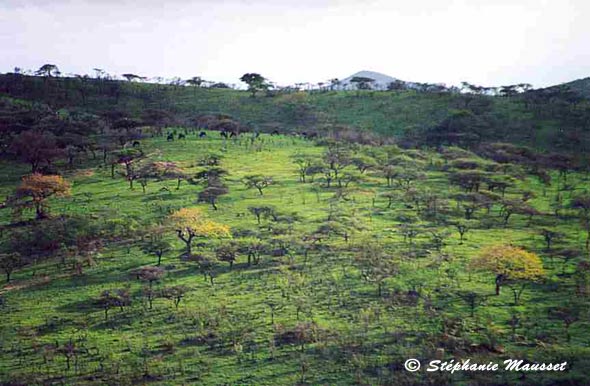 Etendue d'acacias du parc Hluhluwe-Umfolozi