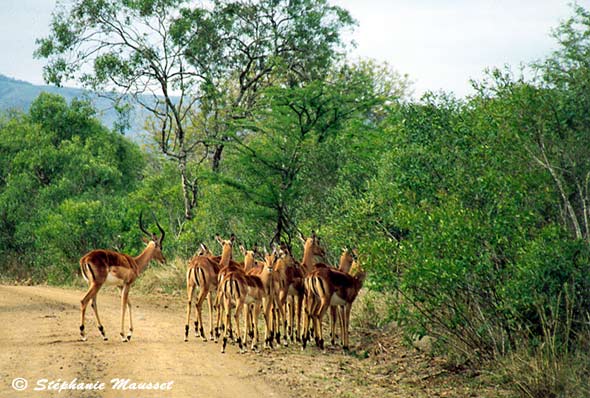 troupeau d'impalas en safari photo en afrique du sud