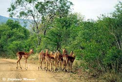 troupeau d'impalas