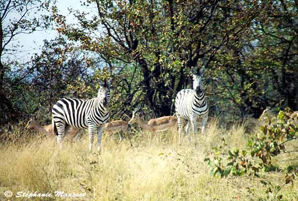 impalas et zèbres dans le parc Kruger