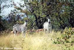 Impalas and zebras