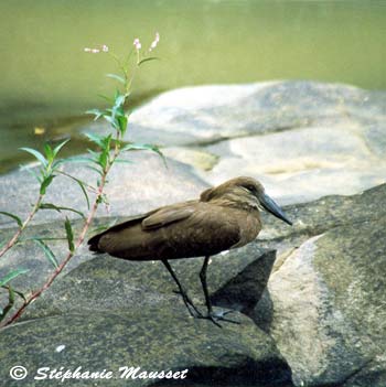 ombrette en bord de rivière