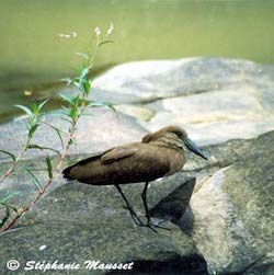 hamerkop