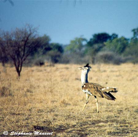 Kori bustard