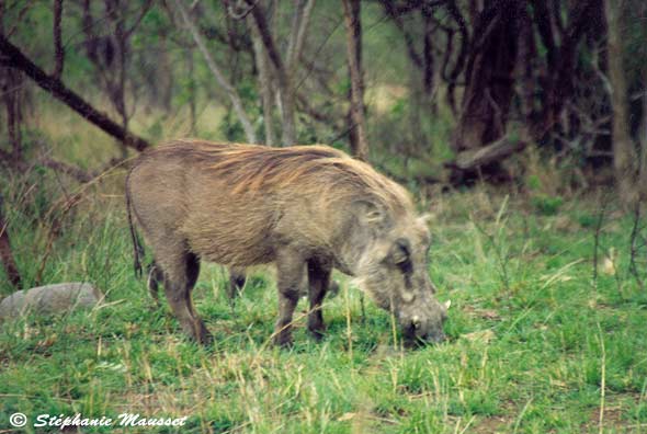 Warthog in the bush