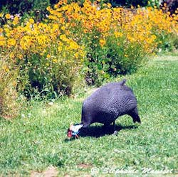 guinea fowl