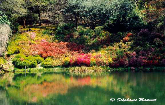 Reflets de fleurs dans un lac